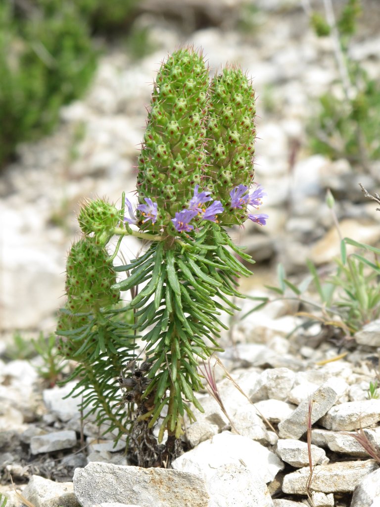 Coris monspeliensis